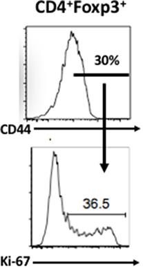 Foxp3+ T Regulatory Cells: Still Many Unanswered Questions—A Perspective After 20 Years of Study